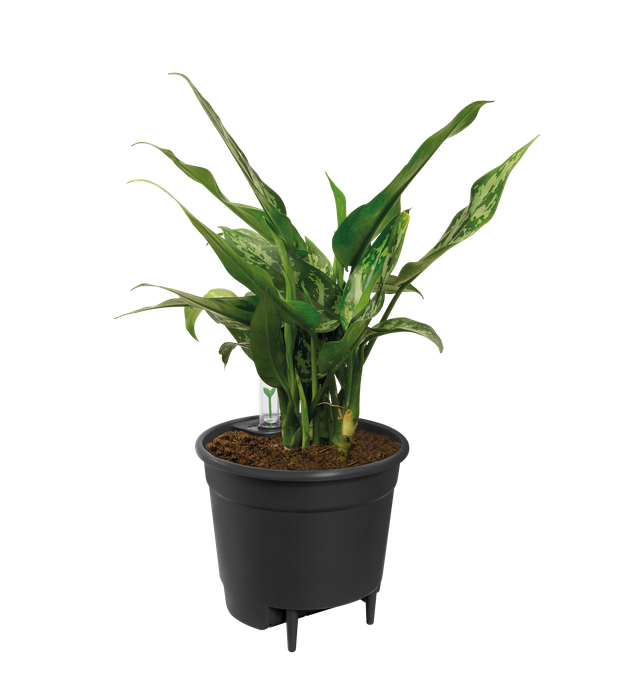 self-watering insert 33cm living noir